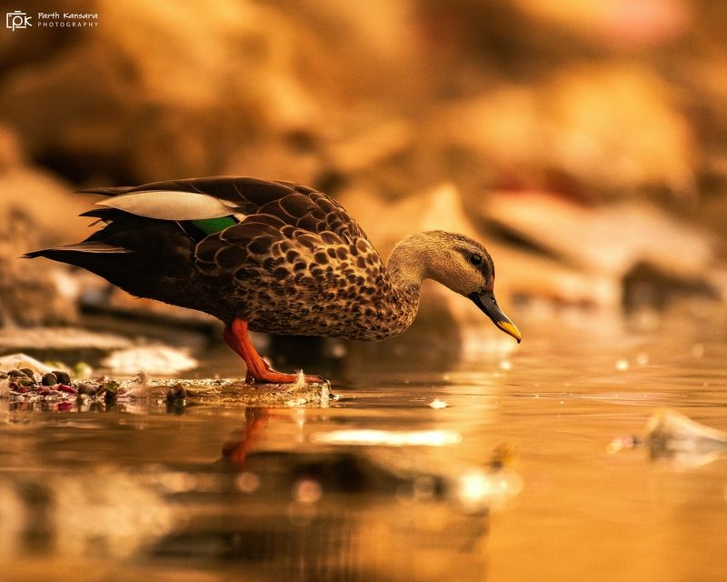 indian spot billed duck , anas poecilorhyncha, grk, greater rann of kutch, nature, 35awards, 35photo, wildlife, birds, birds of india, parth kansara, parth kansara wildlife, indian wildlife, photo, photography, kutch, birds of kutch, nakhatrana, kutch wil Indian Spot-billed Duck  (Anas poecilorhyncha)photo preview