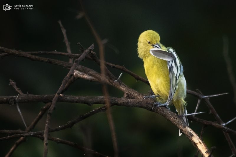 white tailed iora, aegithina nigrolutea, grk, greater rann of kutch, nature, 35awards, 35photo, wildlife, birds, birds of india, parth kansara, parth kansara wildlife, indian wildlife, photo, photography, kutch, birds of kutch, nakhatrana, kutch wildlife, White-tailed Iora  (Aegithina nigrolutea)photo preview
