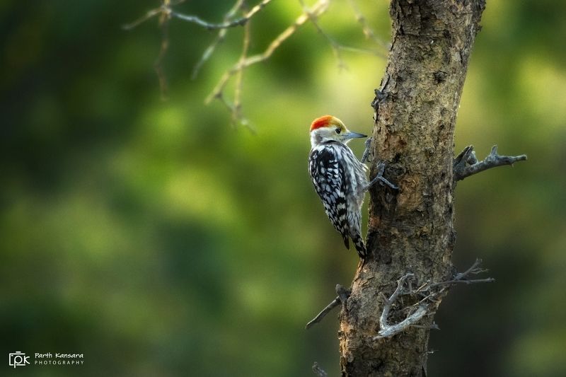yellow-crowned woodpecker, leiopicus mahrattensis, grk, greater rann of kutch, nature, 35awards, 35photo, wildlife, birds, birds of india, parth kansara, parth kansara wildlife, indian wildlife, photo, photography, kutch, birds of kutch, nakhatrana, kutch Yellow-crowned Woodpecker (Leiopicus mahrattensis)photo preview