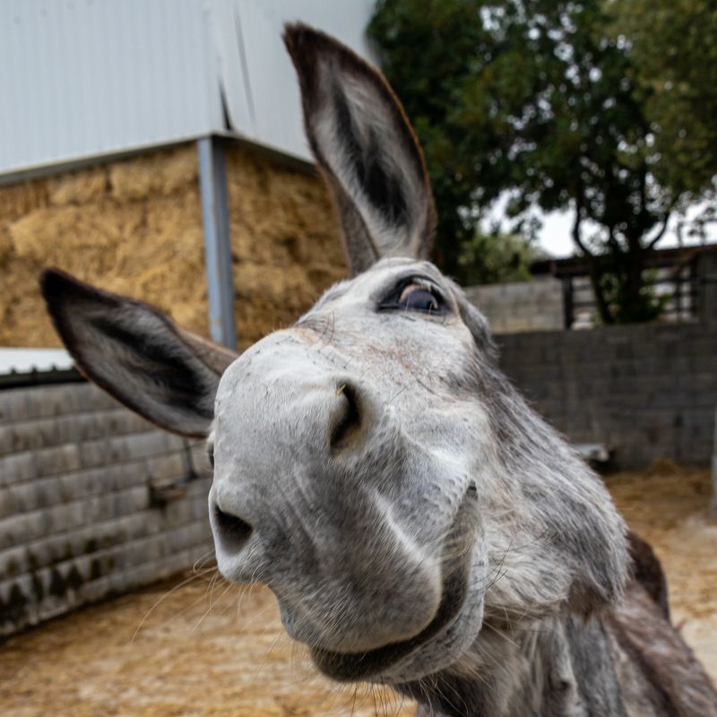 Кто к нам пришёл!photo preview