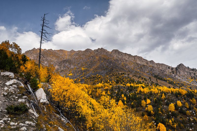 осень горы кавказ дерево Аксаутская осенняяphoto preview