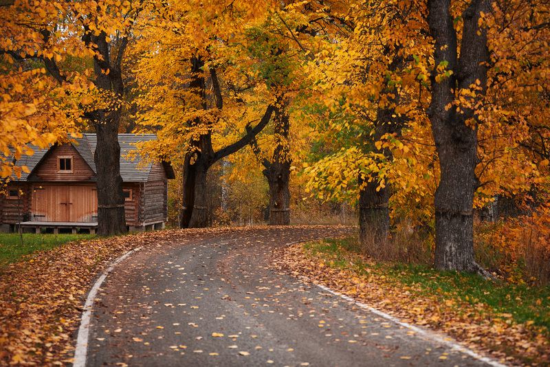 осень, пейзаж, аллея photo preview