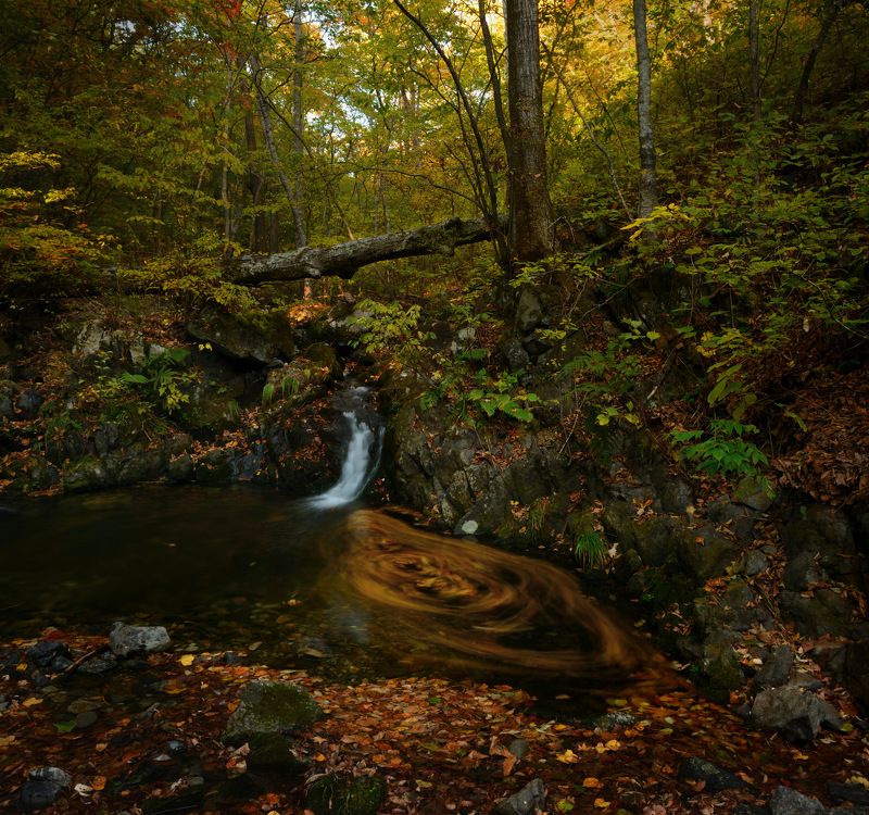 Осень в тайге.photo preview
