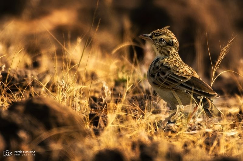 indian bushlark, red winged bushlark, mirafra erythroptera, grk, greater rann of kutch, nature, phoenicopteridae, 35awards, 35photo, wildlife, bird, birds, birds of india, parth, parth kansara, parth kansara wildlife, indian wildlife, photo, photography,  Indian Bushlark (Red-winged Bushlark) Mirafra erythropteraphoto preview