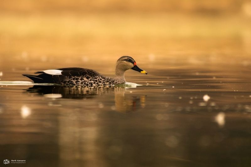 indian spot-billed duck, anas poecilorhyncha, grk, greater rann of kutch, nature, phoenicopteridae, 35awards, 35photo, wildlife, bird, birds, birds of india, parth, parth kansara, parth kansara wildlife, indian wildlife, photo, photography, kutch, natures Indian Spot-billed Duck (Anas poecilorhyncha)photo preview