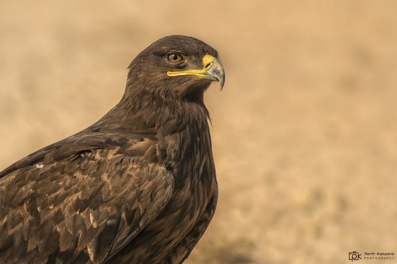 steppe eagle, aquila nipalensis, grk, greater rann of kutch, nature, 35awards, 35photo, wildlife, birds, birds of india, parth kansara, parth kansara wildlife, indian wildlife, photo, photography, kutch, birds of kutch, nakhatrana, kutch wildlife, Steppe Eagle (Aquila nipalensis) фото превью