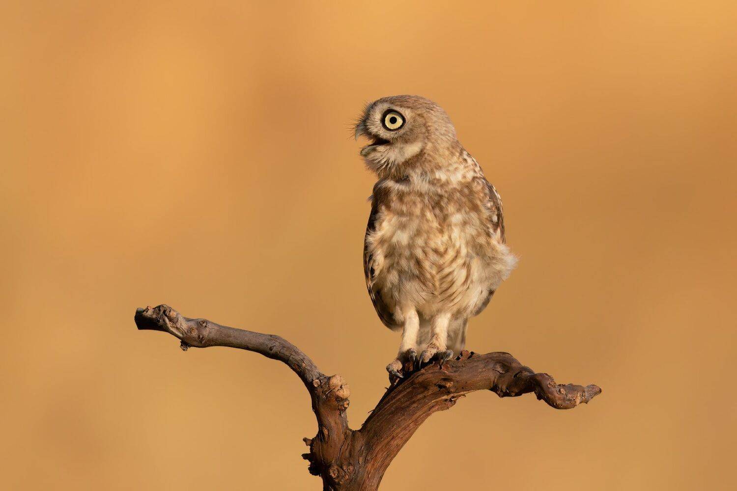 , Фруман Евгений