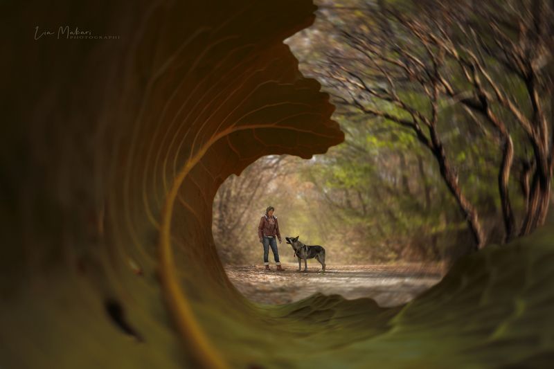 Лес, осень, пёс  На прогулкеphoto preview