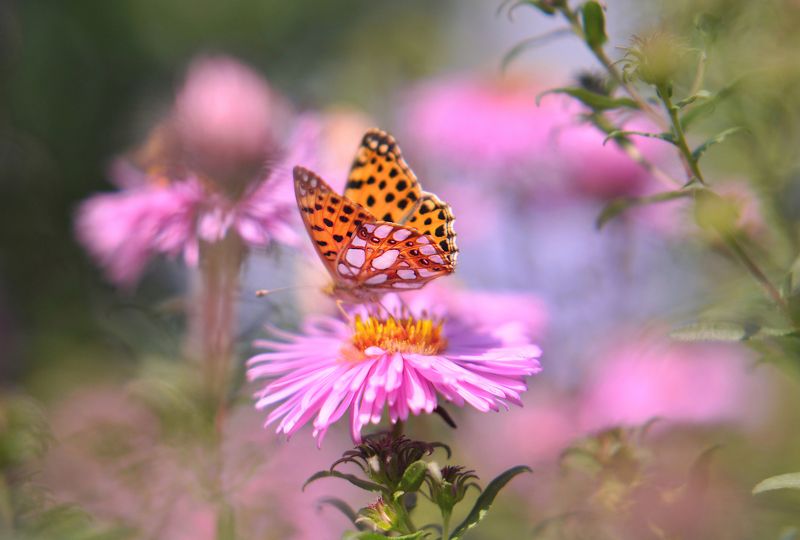 Ласковый сентябрьphoto preview