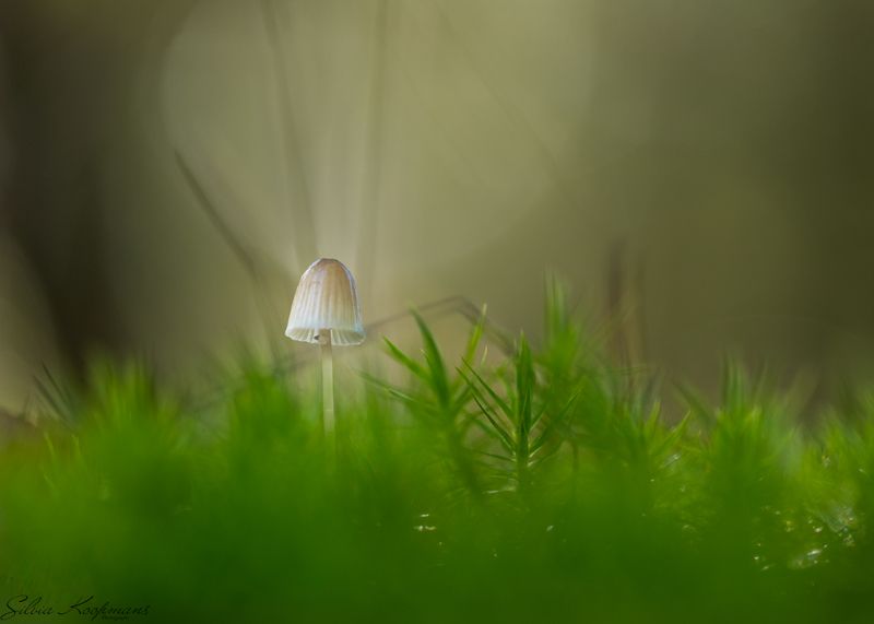 mushroom forest fall macro, mood Little mushroomphoto preview