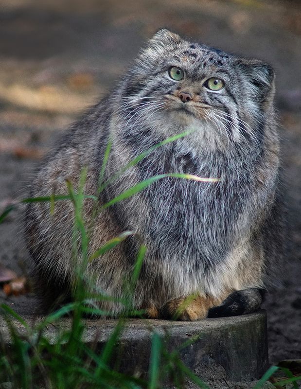 Манулphoto preview