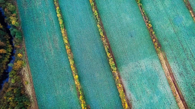 Капустные грядкиphoto preview