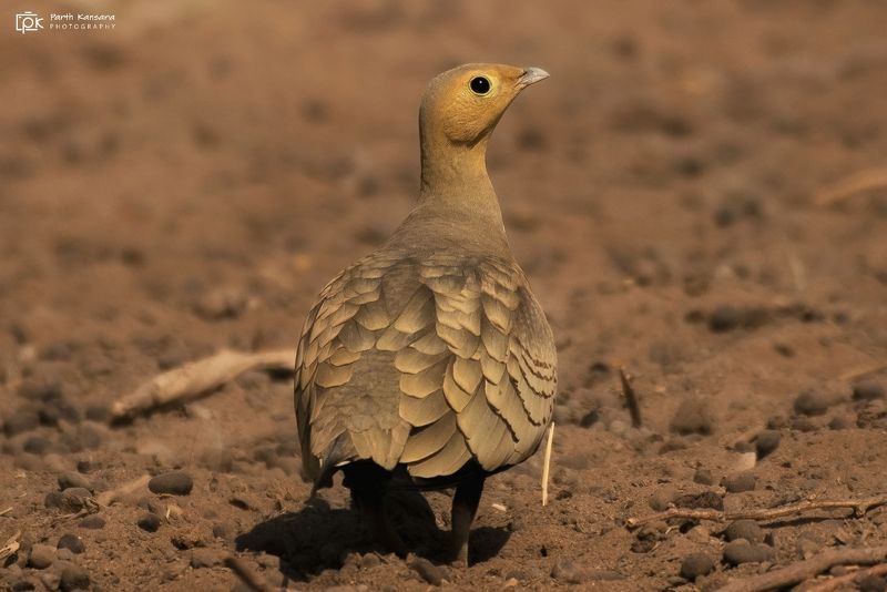 chestnut bellied sandgrouse, pterocles exustus, grk, greater rann of kutch, nature, 35awards, 35photo, wildlife, birds, birds of india, parth kansara, parth kansara wildlife, indian wildlife, photo, photography, kutch, birds of kutch, nakhatrana, kutch wi Chestnut-bellied Sandgrouse (Pterocles exustus)photo preview