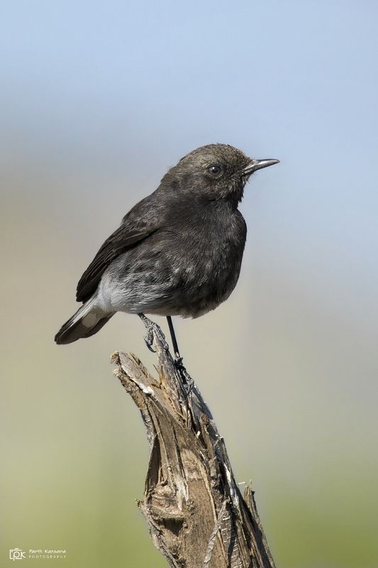variable wheatear, oenanthe picata, grk, greater rann of kutch, nature, 35awards, 35photo, wildlife, birds, birds of india, parth kansara, parth kansara wildlife, indian wildlife, photo, photography, kutch, birds of kutch, nakhatrana, kutch wildlife, Variable Wheatear (Oenanthe picata)photo preview