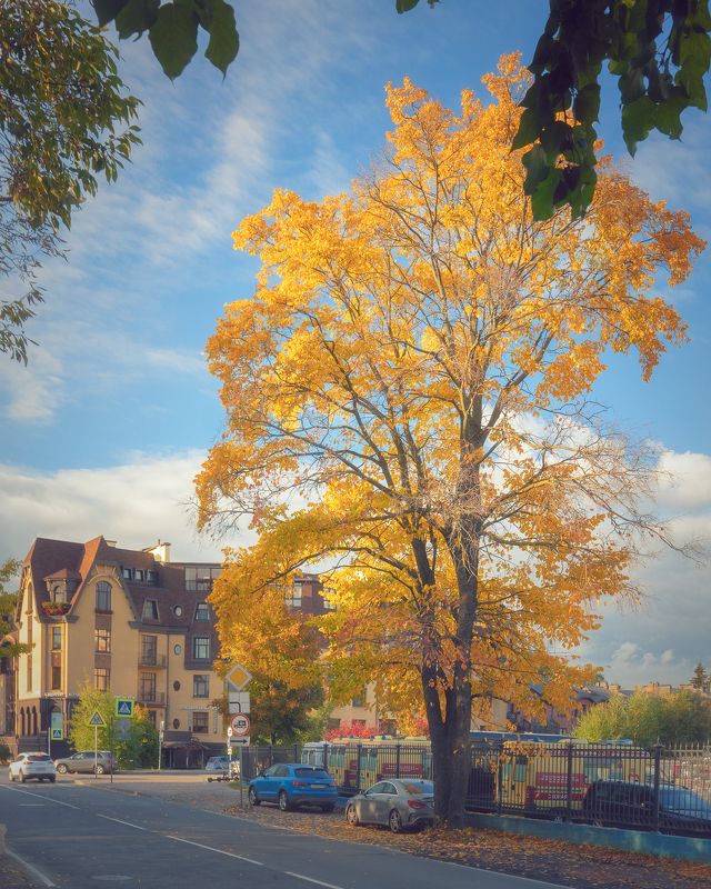 осень, город сентябрьphoto preview