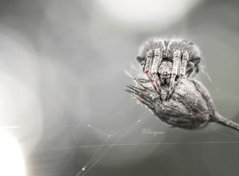 #макро, #природа, #паук, #осень photo preview