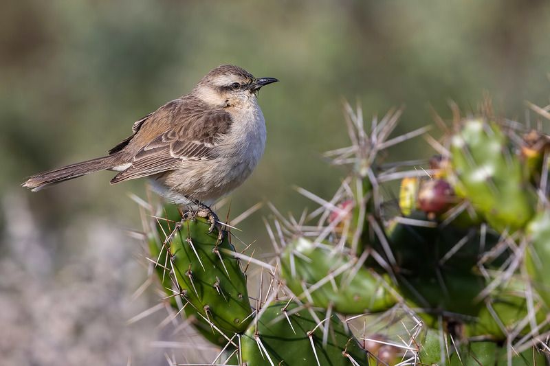 птицы, уругвай ***photo preview