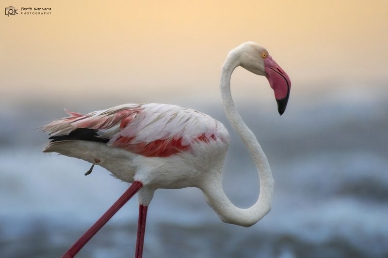 greater flamingo, phoenicopterus roseus, grk, greater rann of kutch, nature, 35awards, 35photo, wildlife, birds, birds of india, parth kansara, parth kansara wildlife, indian wildlife, photo, photography, kutch, birds of kutch, nakhatrana, kutch wildlife, Greater Flamingo (Phoenicopterus roseus)photo preview