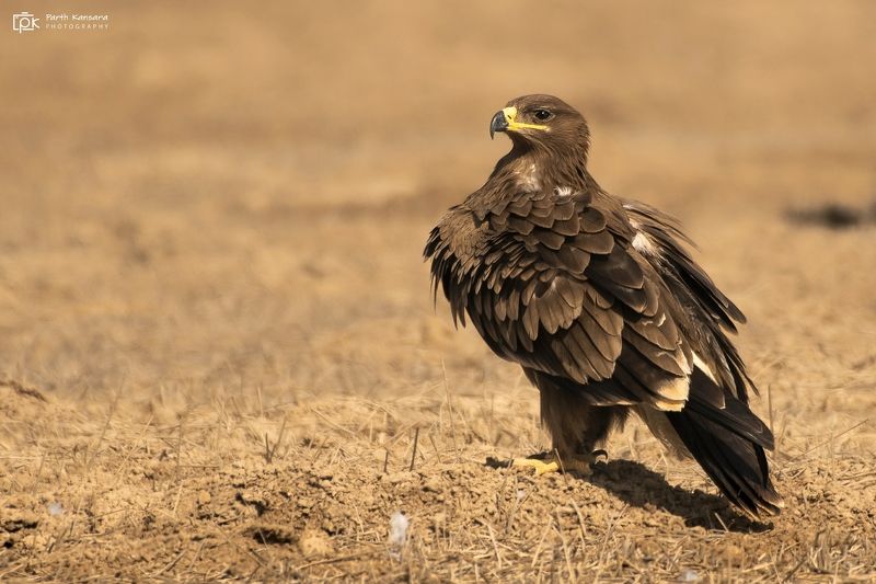 steppe eagle, aquila nipalensis, grk, greater rann of kutch, nature, 35awards, 35photo, wildlife, birds, birds of india, parth kansara, parth kansara wildlife, indian wildlife, photo, photography, kutch, birds of kutch, nakhatrana, kutch wildlife, Steppe Eagle (Aquila nipalensis) фото превью