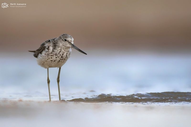 green sandpiper, tringa ochropus, grk, greater rann of kutch, nature, 35awards, 35photo, wildlife, birds, birds of india, parth kansara, parth kansara wildlife, indian wildlife, photo, photography, kutch, birds of kutch, nakhatrana, kutch wildlife, Green Sandpiper (Tringa ochropus)photo preview