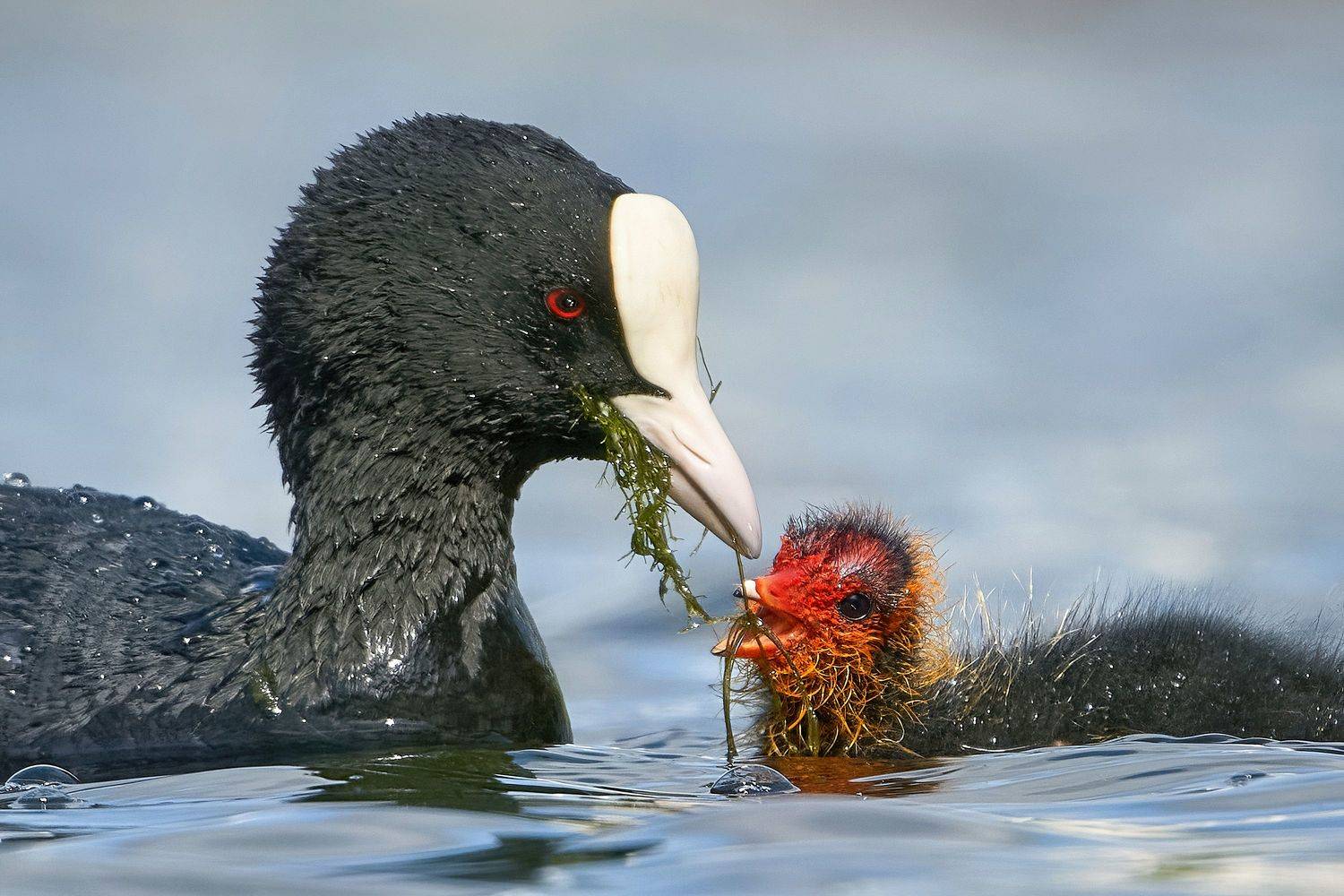 Лысухи. Автор: Андрей Гуливанов лысуха,лыска,coot,common coot,Eurasian coot,Fulica atra,, Андрей Гуливанов