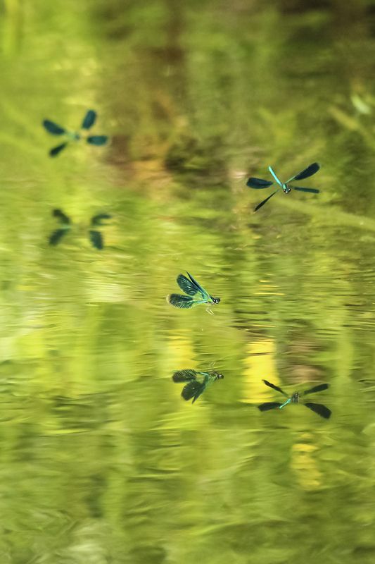 стрекозы,лето,речка,природа Квадрокоптеры...photo preview