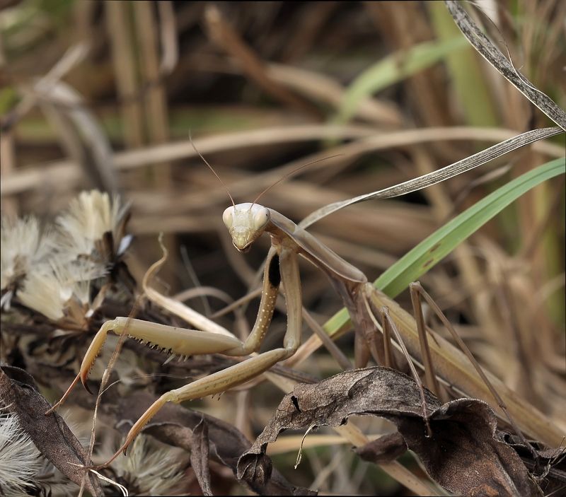 Снежинка...photo preview