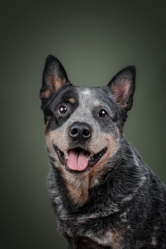 Улыбка Австралийского хилераphoto preview