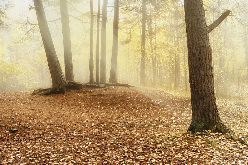 Бледное утро с туманомphoto preview