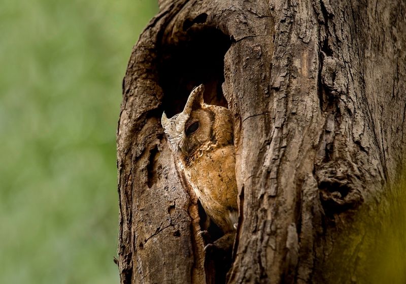 #bird #natgeo #photography #birdphotography #nature #beeeater #green #animal #wildlife Collared scops owl фото превью