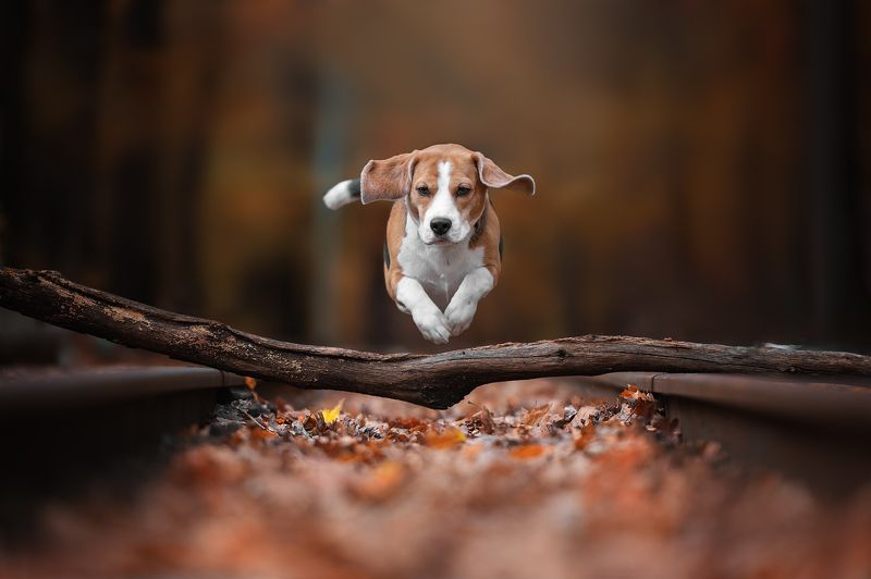 собаки движение прыжок She believes she can fly)photo preview