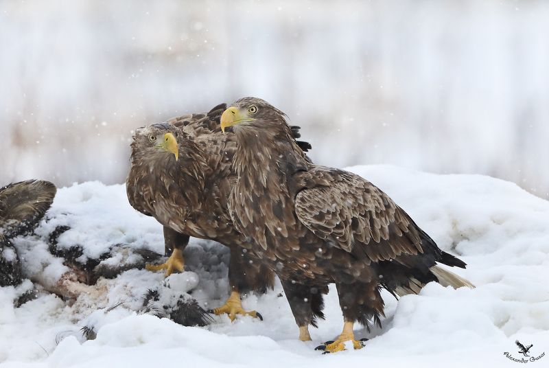 Орланы.photo preview