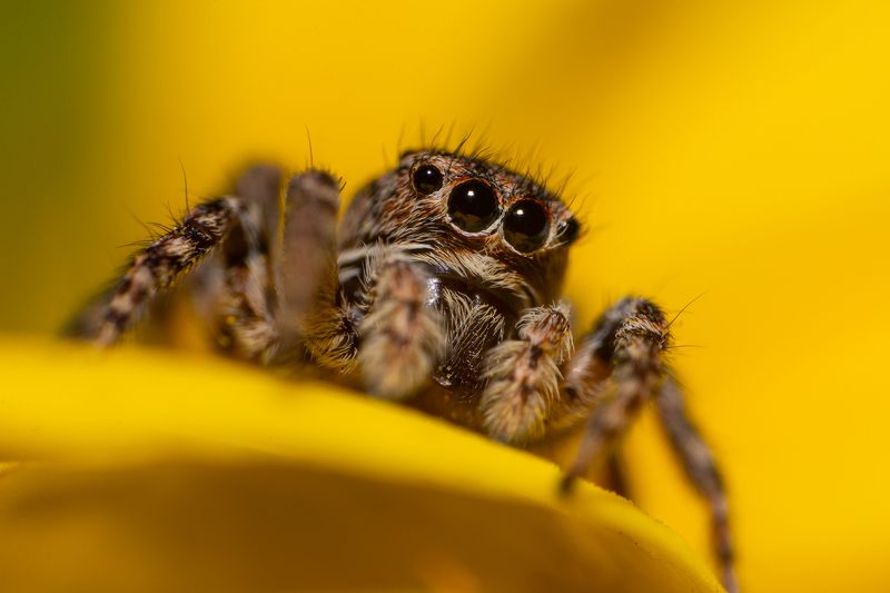Природа, макро, паук, животные, осень, паук-скакун Марсианинphoto preview
