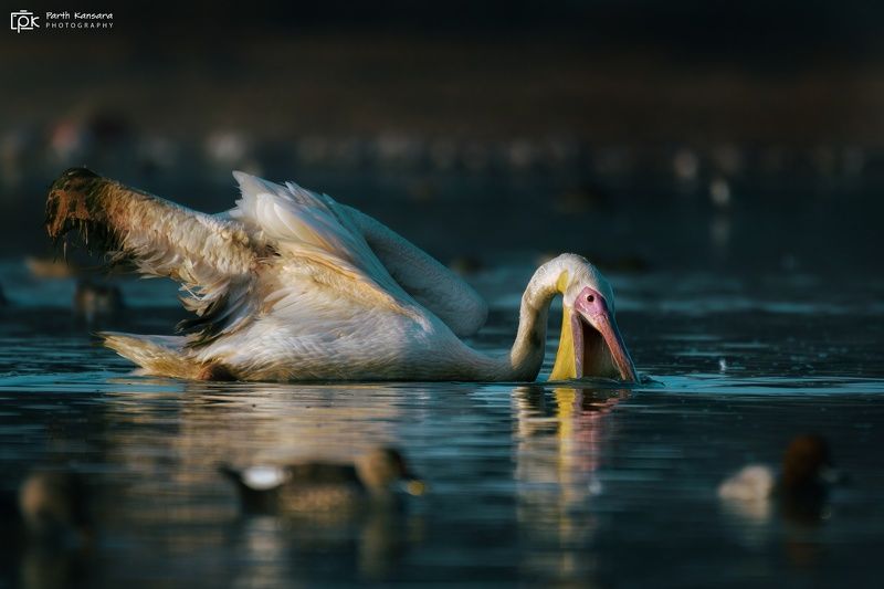 great white pelican, pelecanus onocrotalus, grk, greater rann of kutch, nature, 35awards, 35photo, wildlife, birds, birds of india, parth kansara, parth kansara wildlife, indian wildlife, photo, photography, kutch, birds of kutch, nakhatrana, kutch wildli Great White Pelican (Pelecanus onocrotalus)photo preview