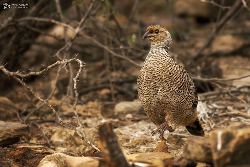 gray francolin, ortygornis pondicerianus, grk, greater rann of kutch, nature, 35awards, 35photo, wildlife, birds, birds of india, parth kansara, parth kansara wildlife, indian wildlife, photo, photography, kutch, birds of kutch, nakhatrana, kutch wildlife Gray Francolin (Ortygornis pondicerianus)photo preview