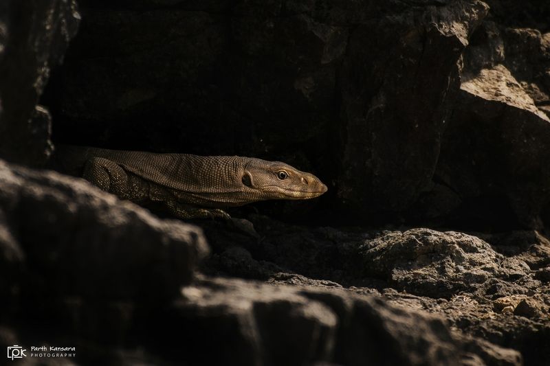monitor lizards, grk, greater rann of kutch, nature, 35awards, 35photo, wildlife, birds, birds of india, parth kansara, parth kansara wildlife, indian wildlife, photo, photography, kutch, birds of kutch, nakhatrana, kutch wildlife, Monitor lizardsphoto preview
