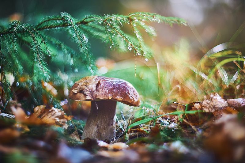 белый, гриб с пером на шляпеphoto preview