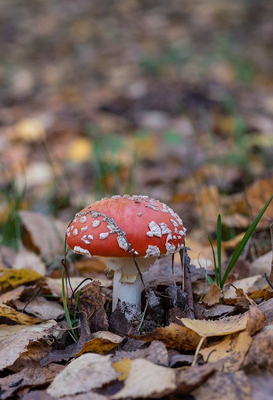 Портретphoto preview