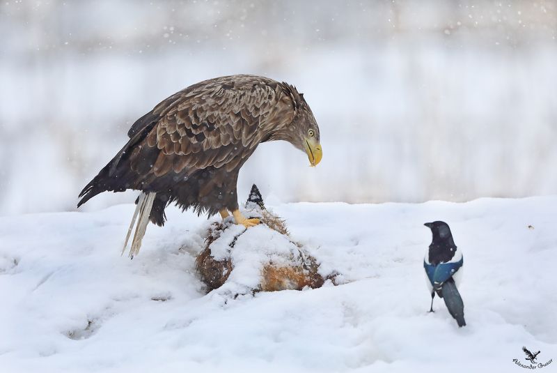 орлан. Даже не думай.photo preview