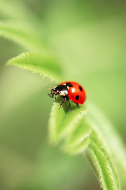 божья, коровка, насекомое, жуки, контраст Контрасты природы фото превью