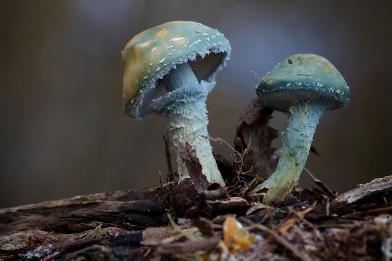 Строфария сине-зелёная.photo preview