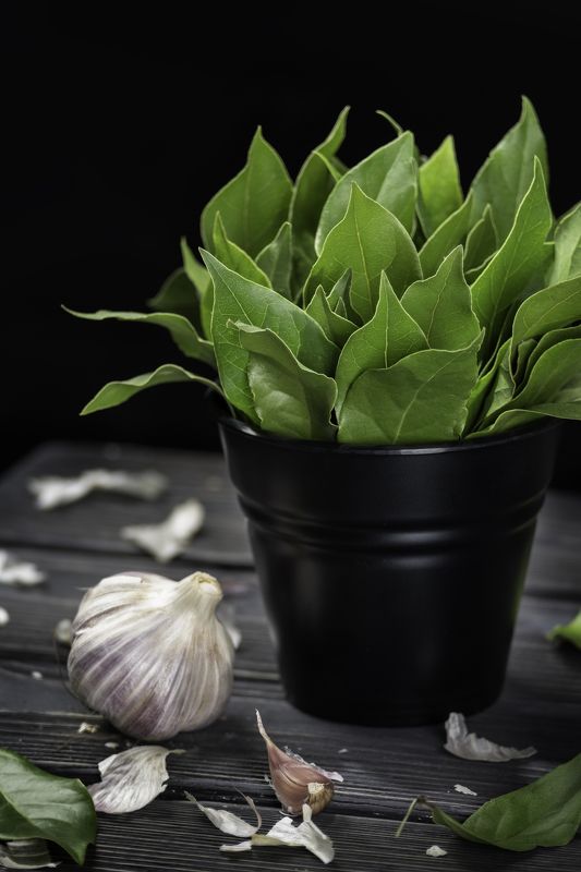 Лавровый лист, чеснок Пряный лаврphoto preview