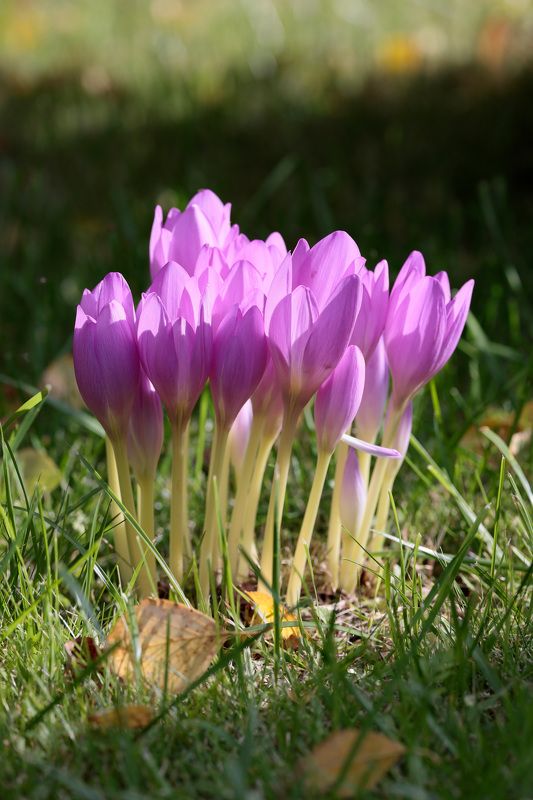 природа, цветы, растения, безвременник Безвременник осеннийphoto preview