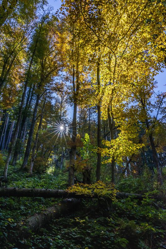 The colors of Autumnphoto preview