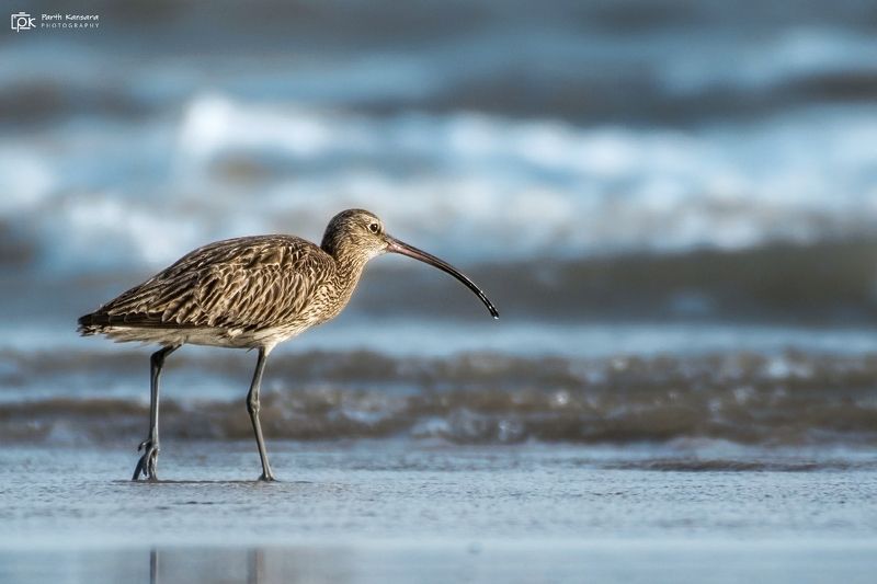 whimbrel, numenius phaeopus, grk, greater rann of kutch, nature, 35awards, 35photo, wildlife, birds, birds of india, parth kansara, parth kansara wildlife, indian wildlife, photo, photography, kutch, birds of kutch, nakhatrana, kutch wildlife, Whimbrel (Numenius phaeopus)photo preview