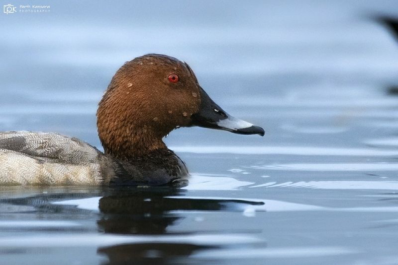 common pochard, aythya ferin, grk, greater rann of kutch, nature, 35awards, 35photo, wildlife, birds, birds of india, parth kansara, parth kansara wildlife, indian wildlife, photo, photography, kutch, birds of kutch, nakhatrana, kutch wildlife, Common Pochard (Aythya ferin)photo preview