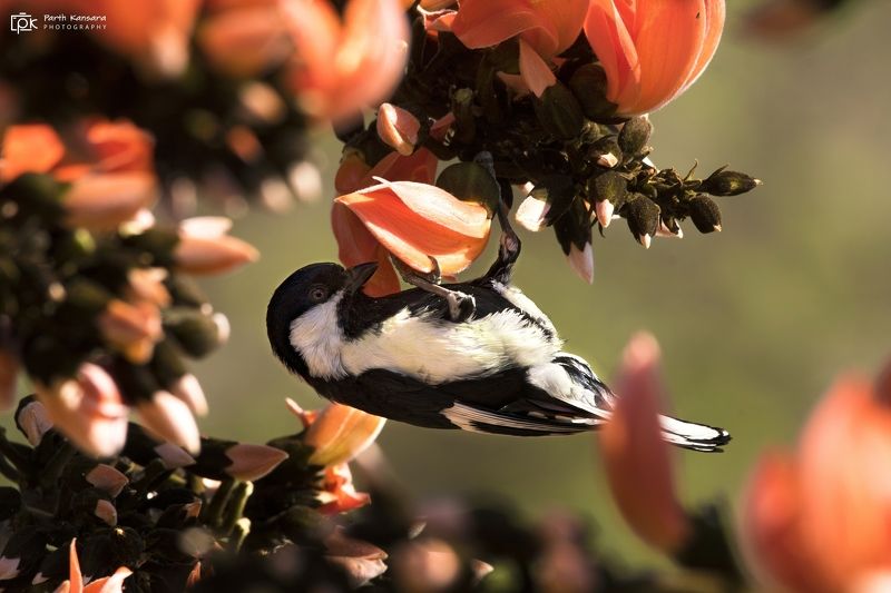 white-naped tit, machlolophus nuchalis, grk, greater rann of kutch, nature, 35awards, 35photo, wildlife, birds, birds of india, parth kansara, parth kansara wildlife, indian wildlife, photo, photography, kutch, birds of kutch, nakhatrana, kutch wildlife, White-naped Tit (Machlolophus nuchalis)photo preview
