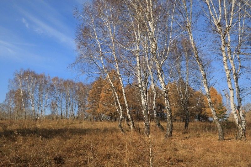 осень,сибирь,природа,деревья,осень Середина октябряphoto preview