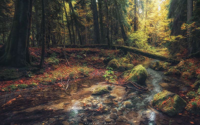 кгпбз, лес, дебри, заповедник В заповедных дебряхphoto preview