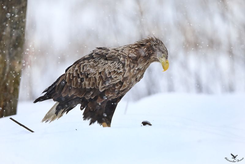 орлан Задумался.photo preview